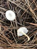 Image of Marasmius calhouniae Singer 1989