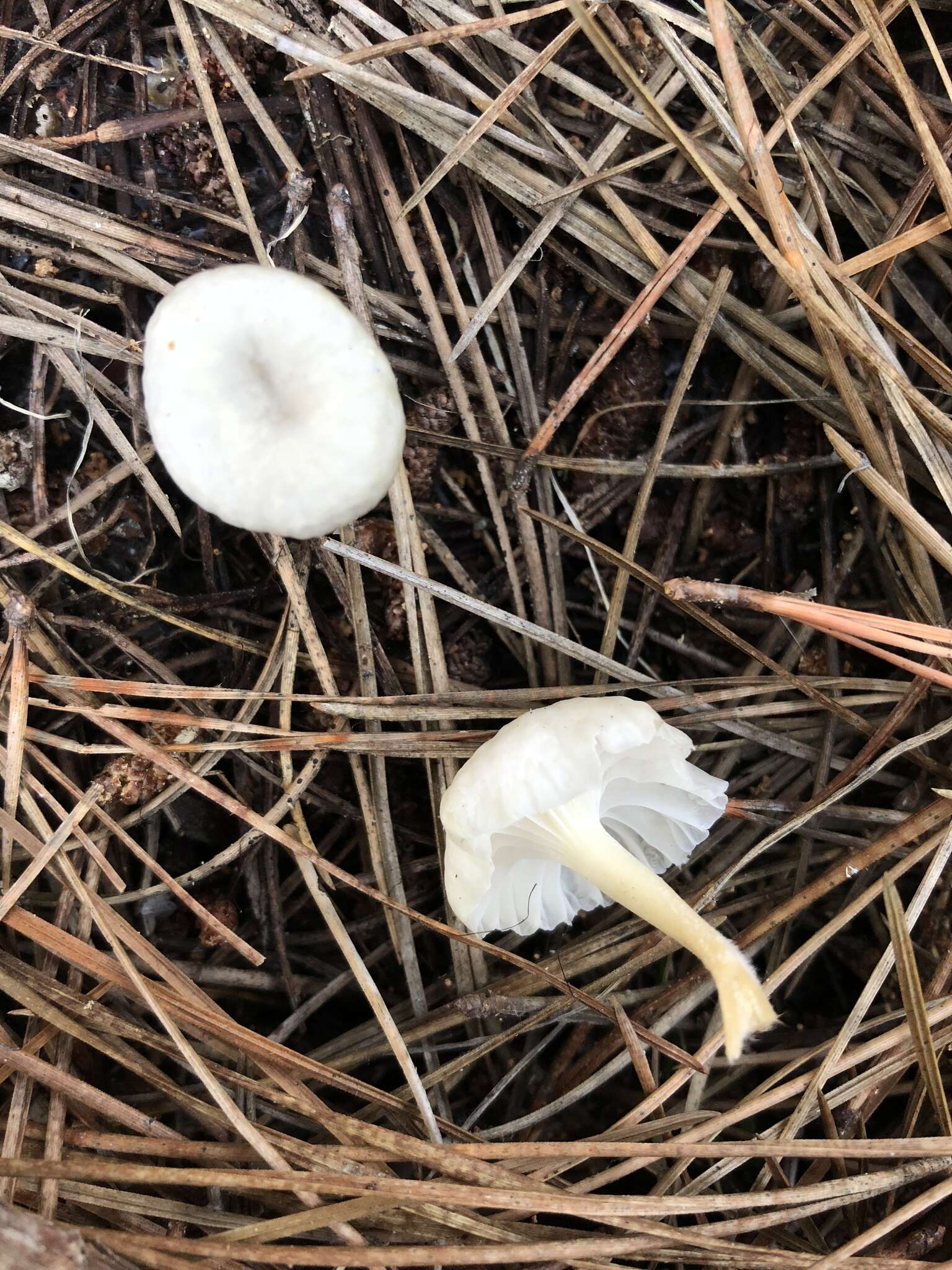 Image de Marasmius calhouniae Singer 1989