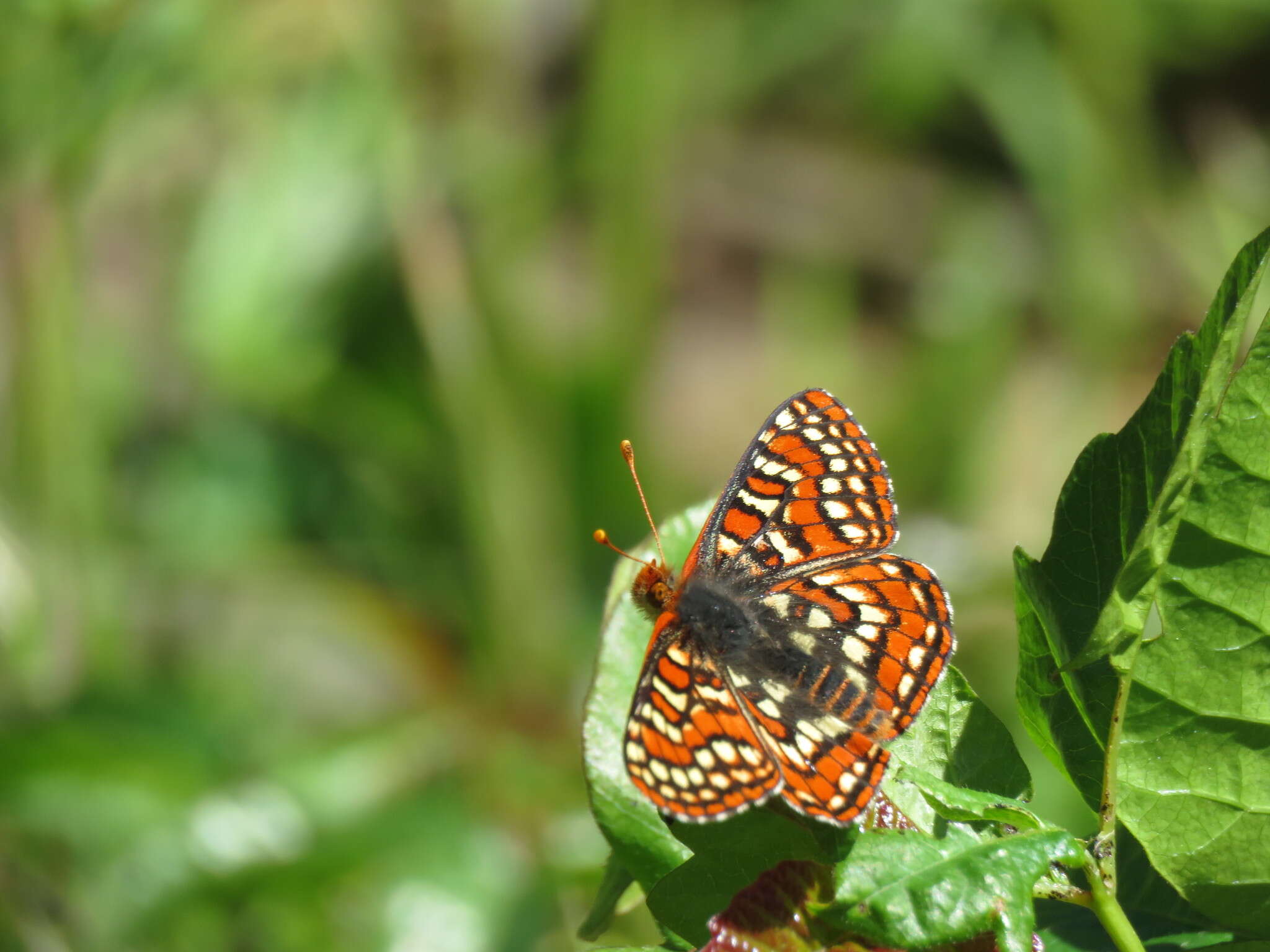 Imagem de Euphydryas editha rubicunda (Hy. Edwards 1881)