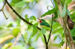 Image of Puerto Rican Tody