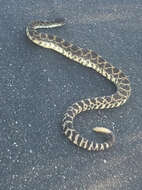 Image of Northern Pacific Rattlesnake