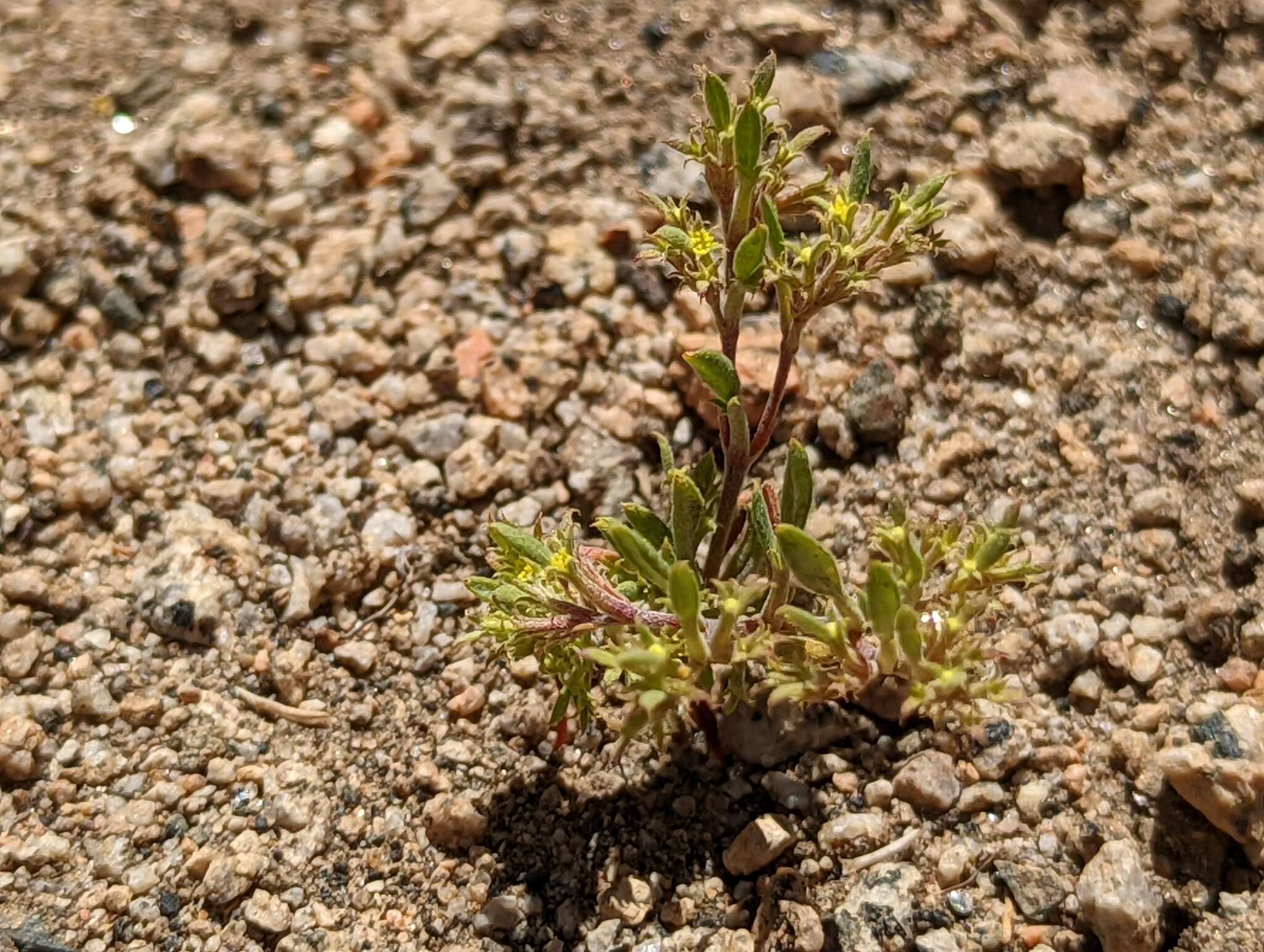 Image of fivetooth spineflower