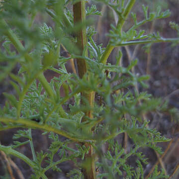 Oncosiphon grandiflorum (Thunb.) M. Källersjö的圖片