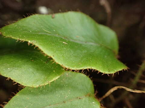 Image of Elaphoglossum hybridum (Bory) Brack.