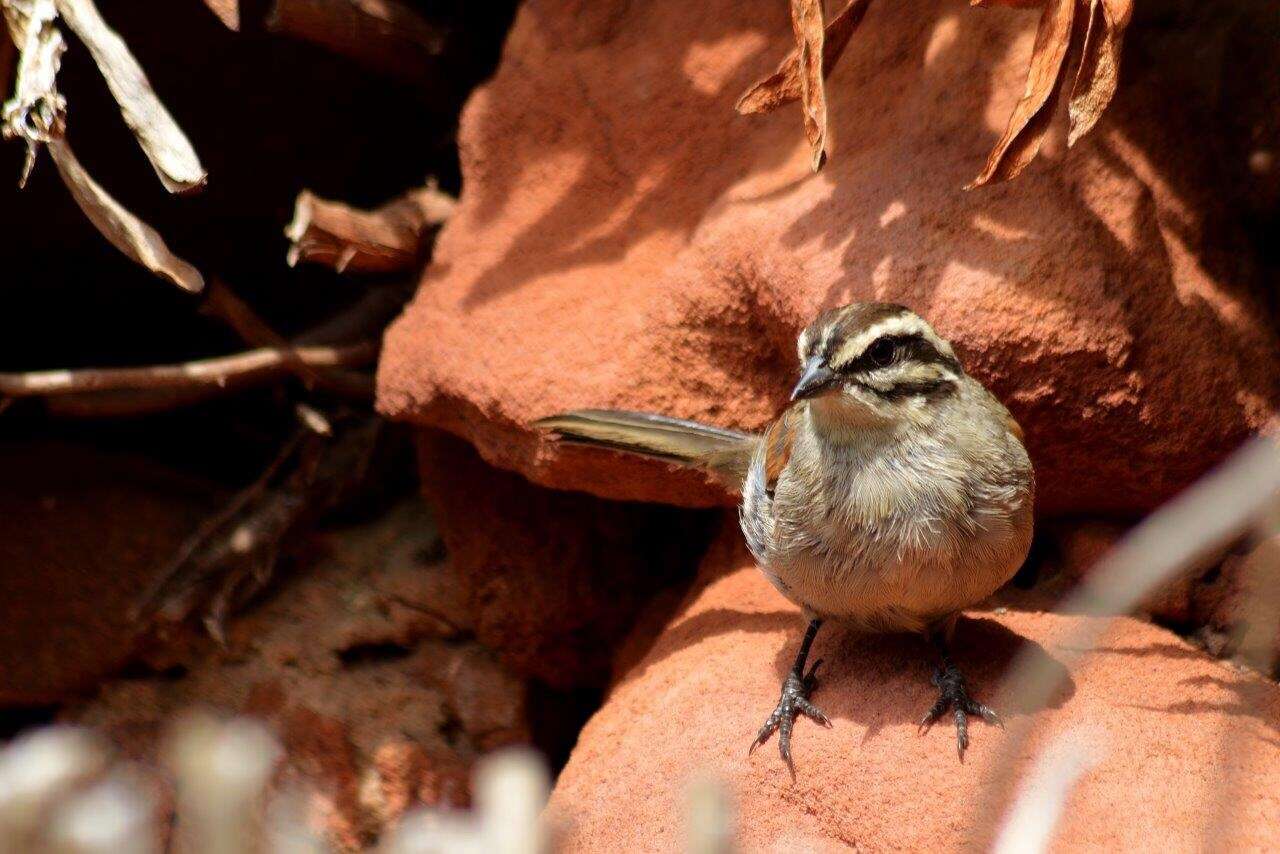 Image of Emberiza capensis capensis Linnaeus 1766