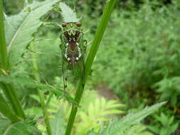 Image of Auritibicen atrofasciatus (Kirkaldy 1909)