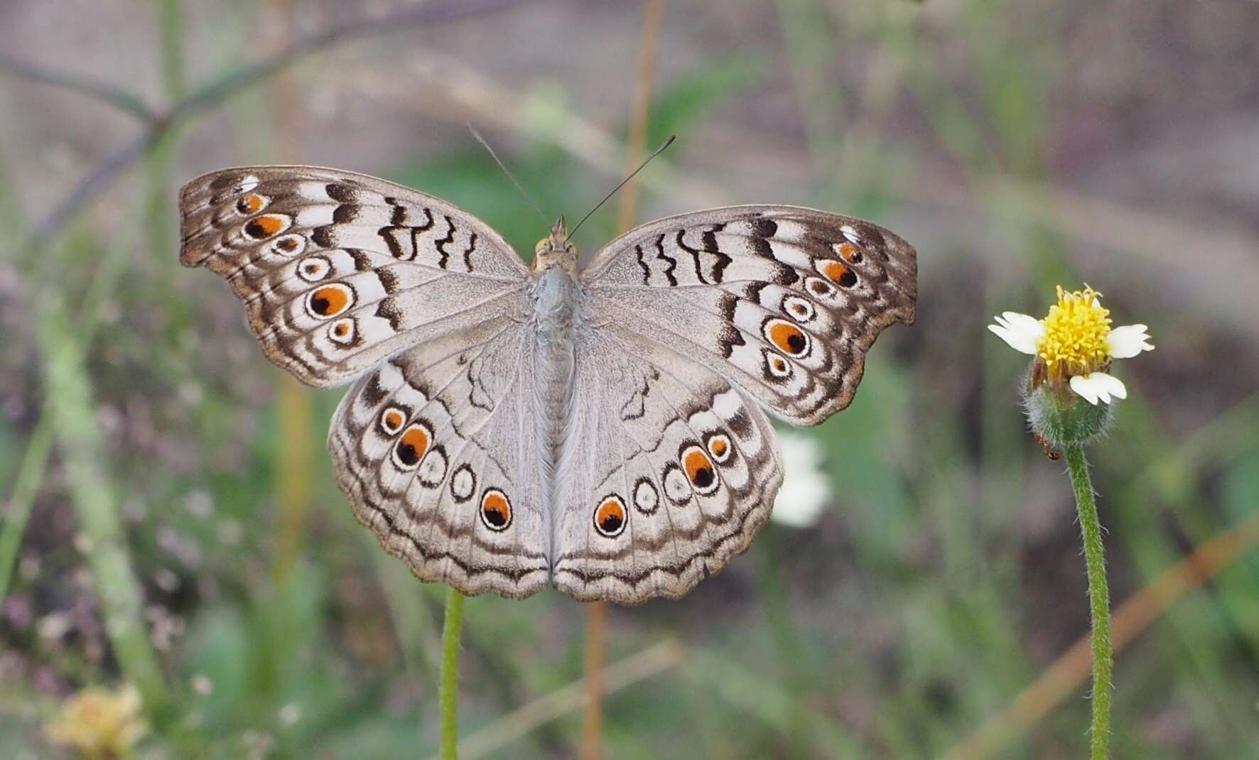 Image of Grey Pansy Butterfly