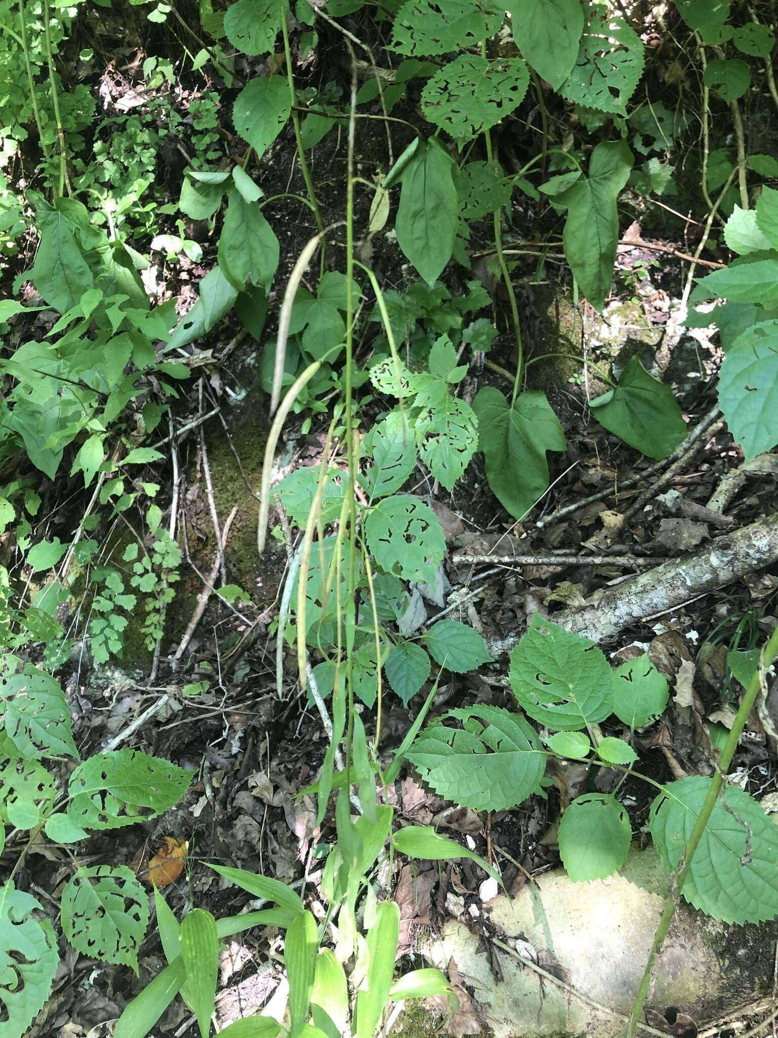 Image of Borodinia canadensis