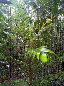 Image of Dypsis concinna Baker