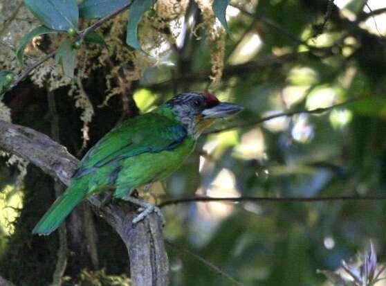 Image of Golden-throated Barbet