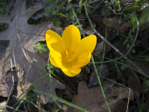 Image of Crocus olivieri J. Gay