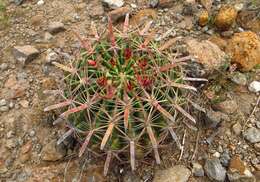 Image of Ferocactus latispinus (Haw.) Britton & Rose