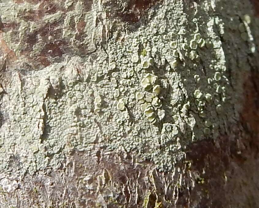 Слика од Lecanora strobilina (Spreng.) Kieff.