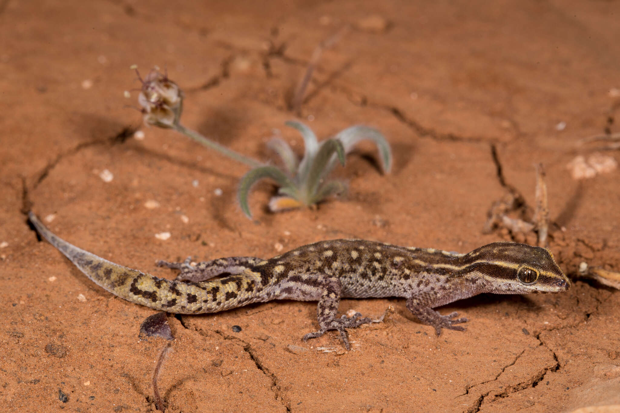 Image of Saurodactylus brosseti (Bons & Pasteur 1957)