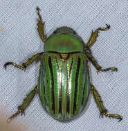 Image of Glorious Scarab