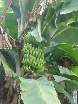 Image de figue banane