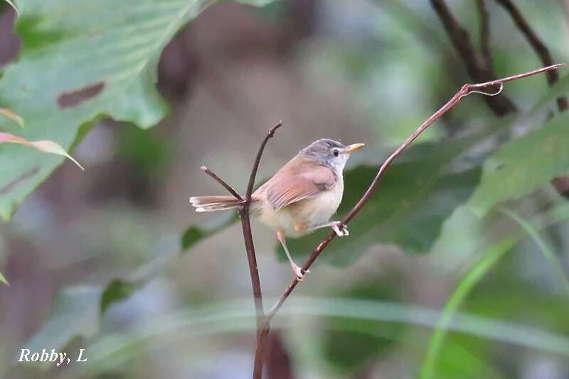 Image of Rufescent Prinia