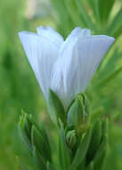 Image of Linum monogynum var. chathamicum Cockayne