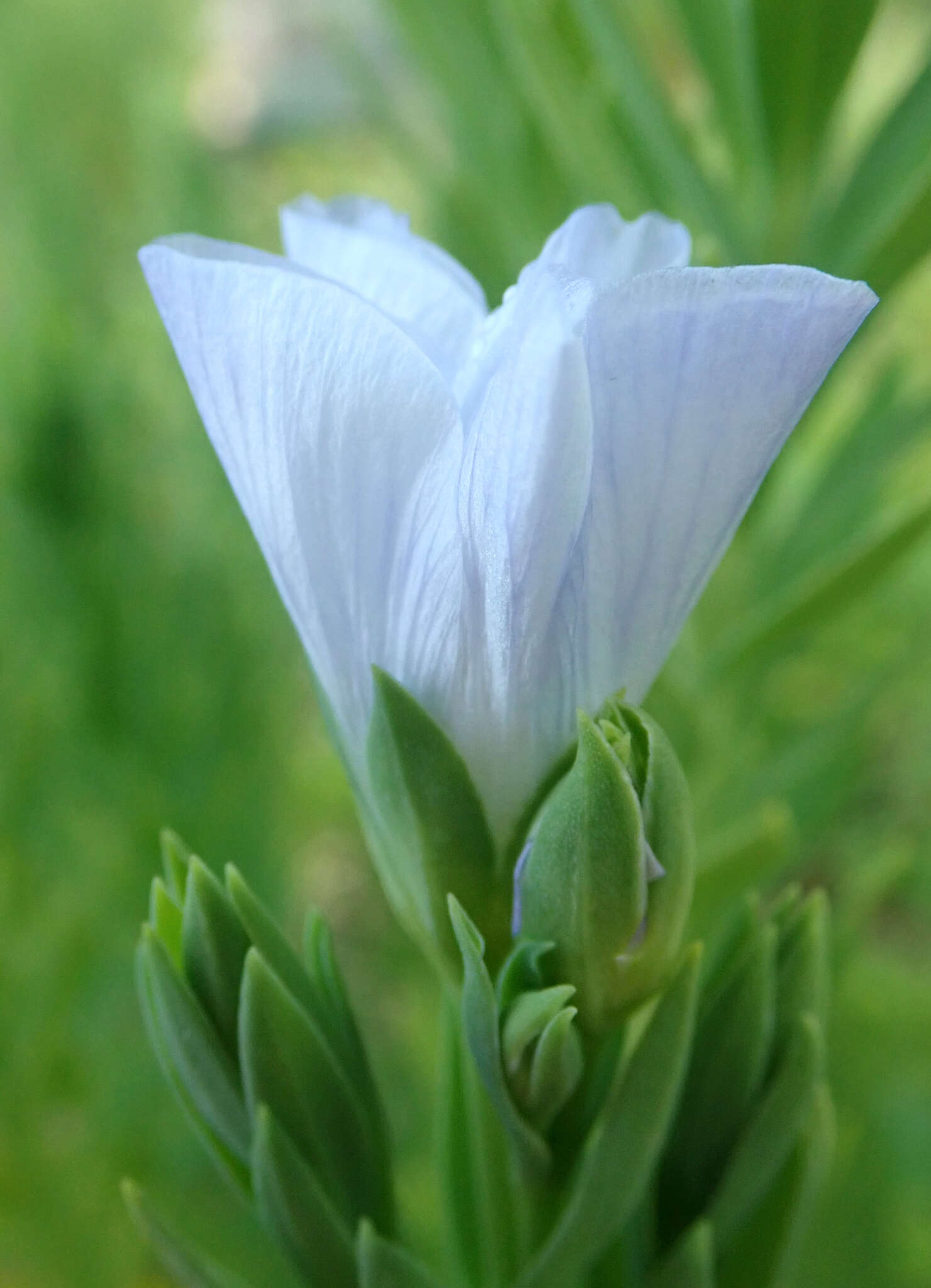 Imagem de Linum monogynum var. chathamicum Cockayne