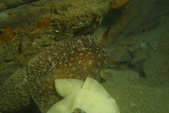 Image of Pleurobranchaea californica MacFarland 1966