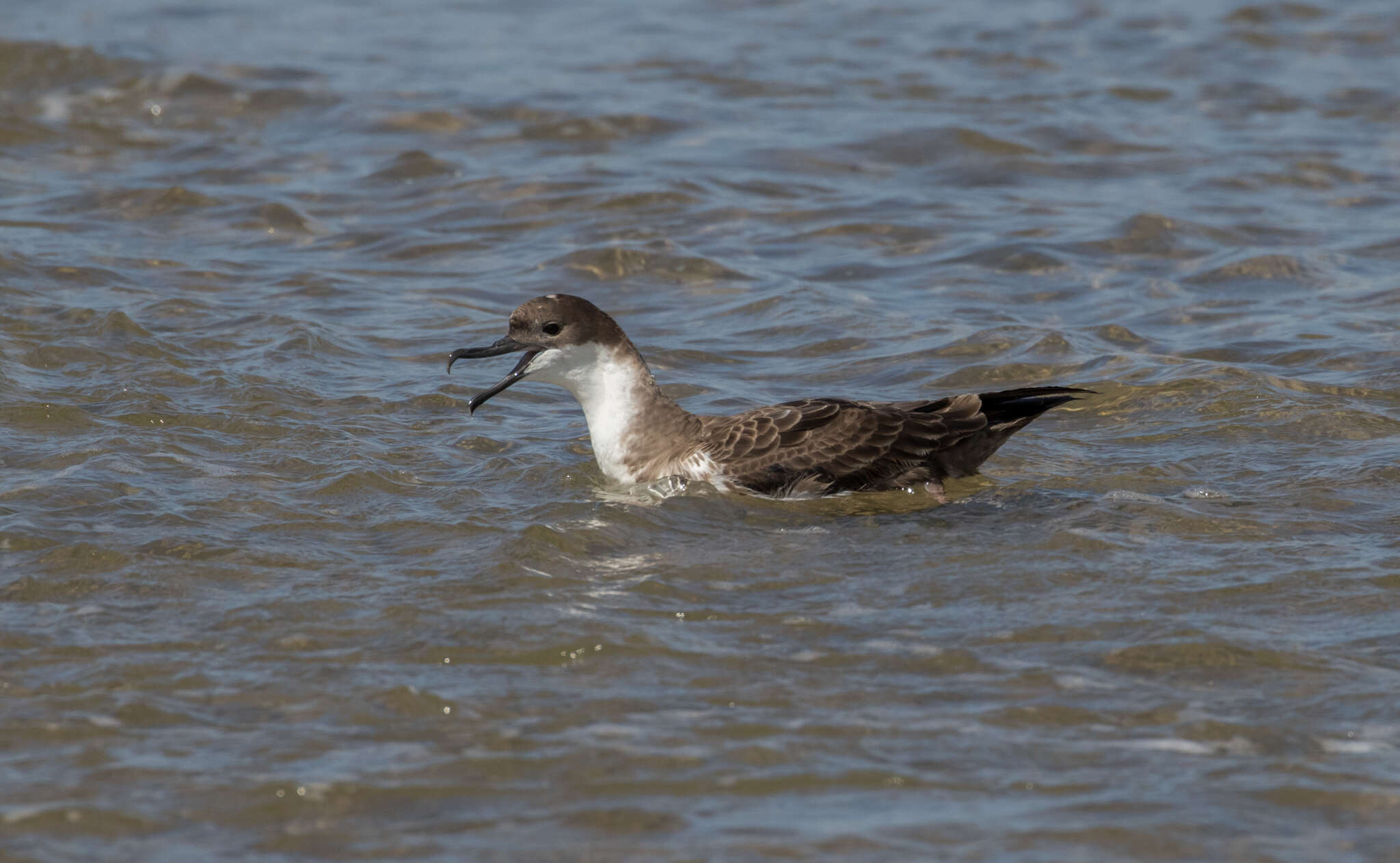 Image of Great Shearwater
