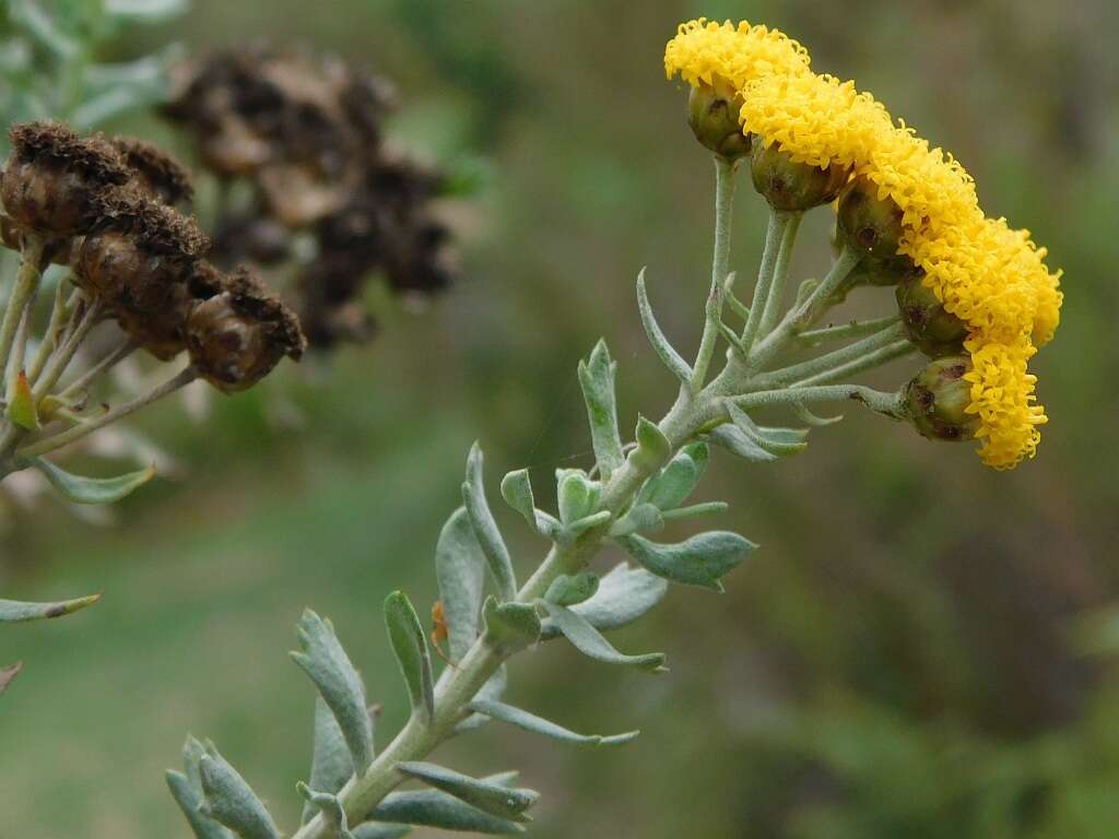 Image of Athanasia trifurcata (L.) L.