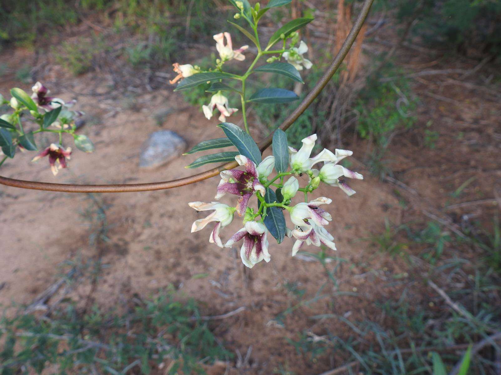 Image of Stomatostemma monteiroae (Oliv.) N. E. Br.