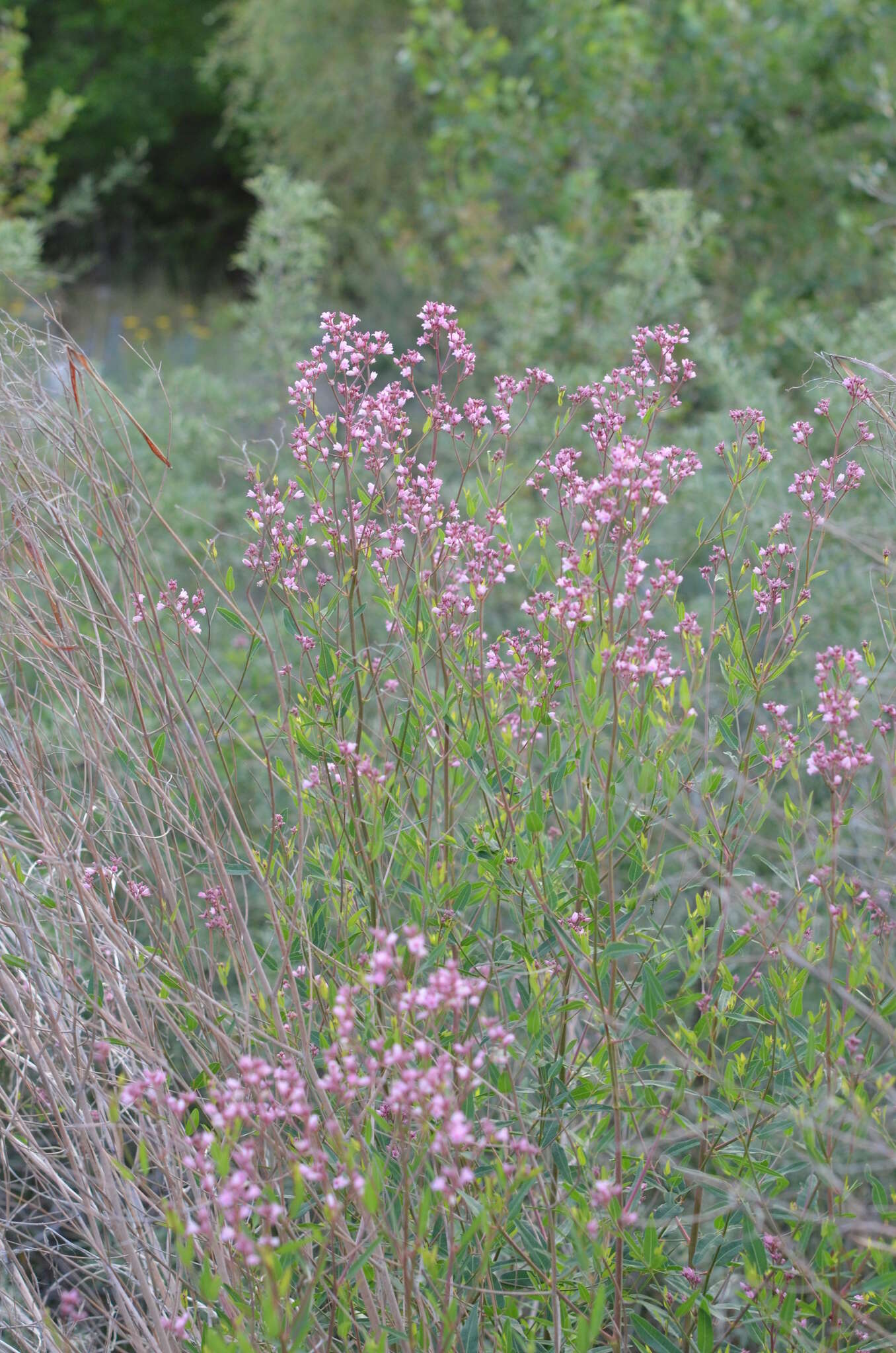 Image of Poacynum lancifolium (Russanov) Mavrodiev, Laktionov & Yu. E. Alexeev