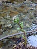 Image of arctic sweet coltsfoot