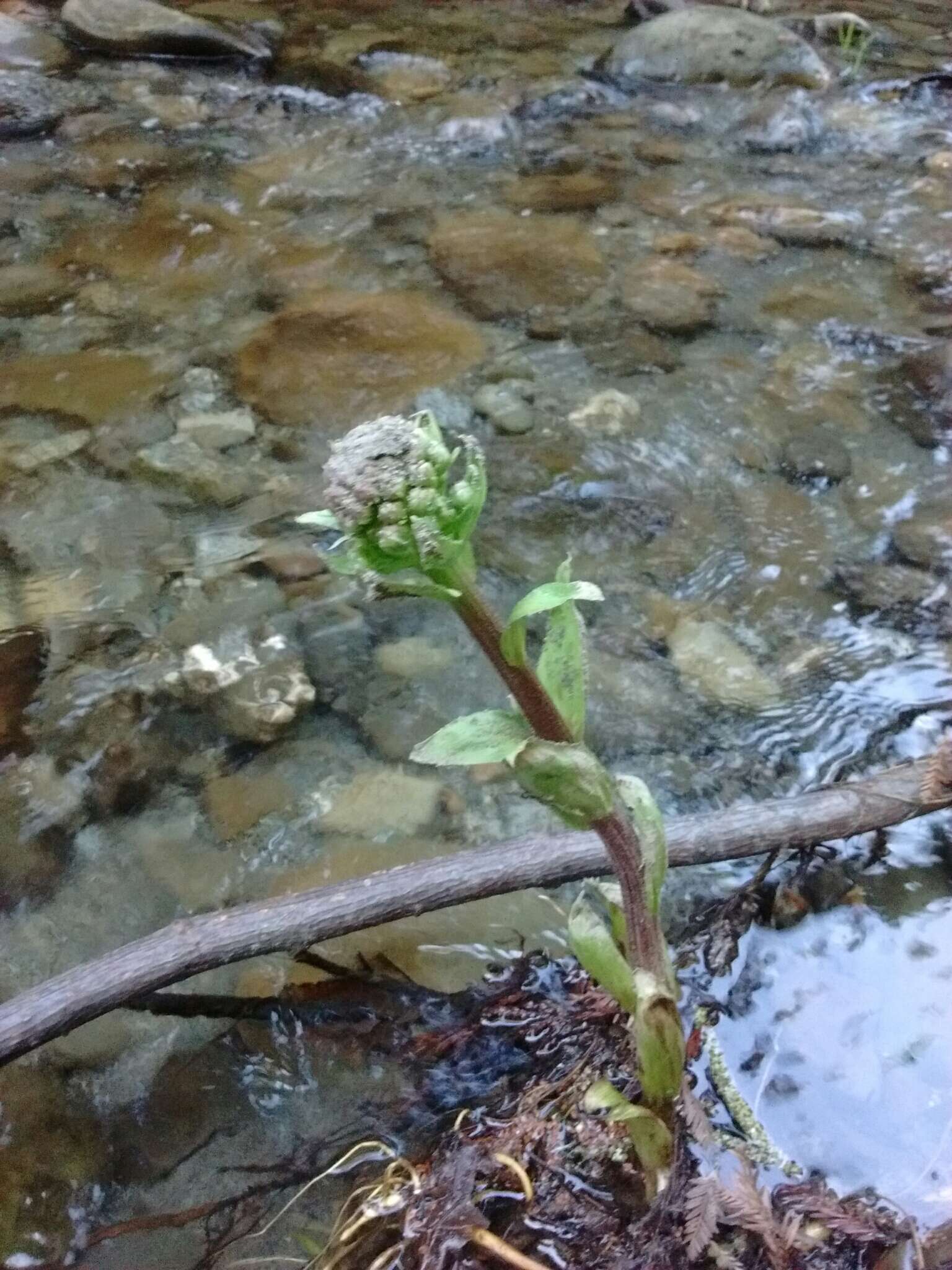 Image of arctic sweet coltsfoot