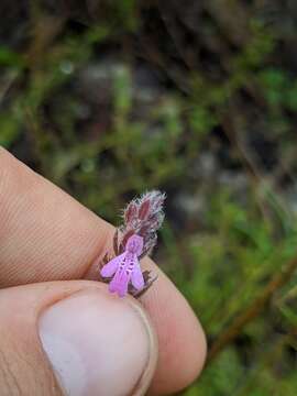 Слика од Stachydeoma