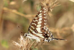 Graphium porthaon (Hewitson 1865)的圖片