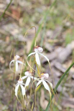 Caladenia longicauda subsp. redacta Hopper & A. P. Br.的圖片