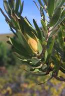 Image de Leucadendron laureolum (Lam.) Fourc.