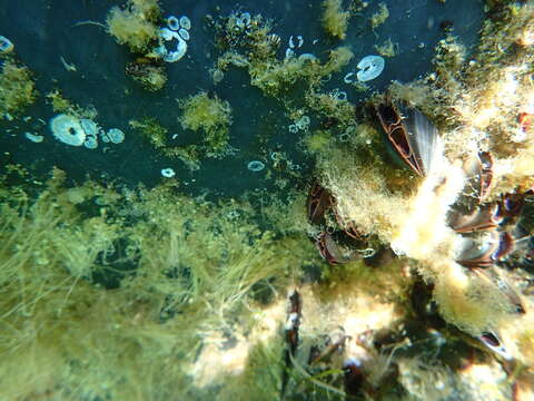 Image of Marine bryozoan