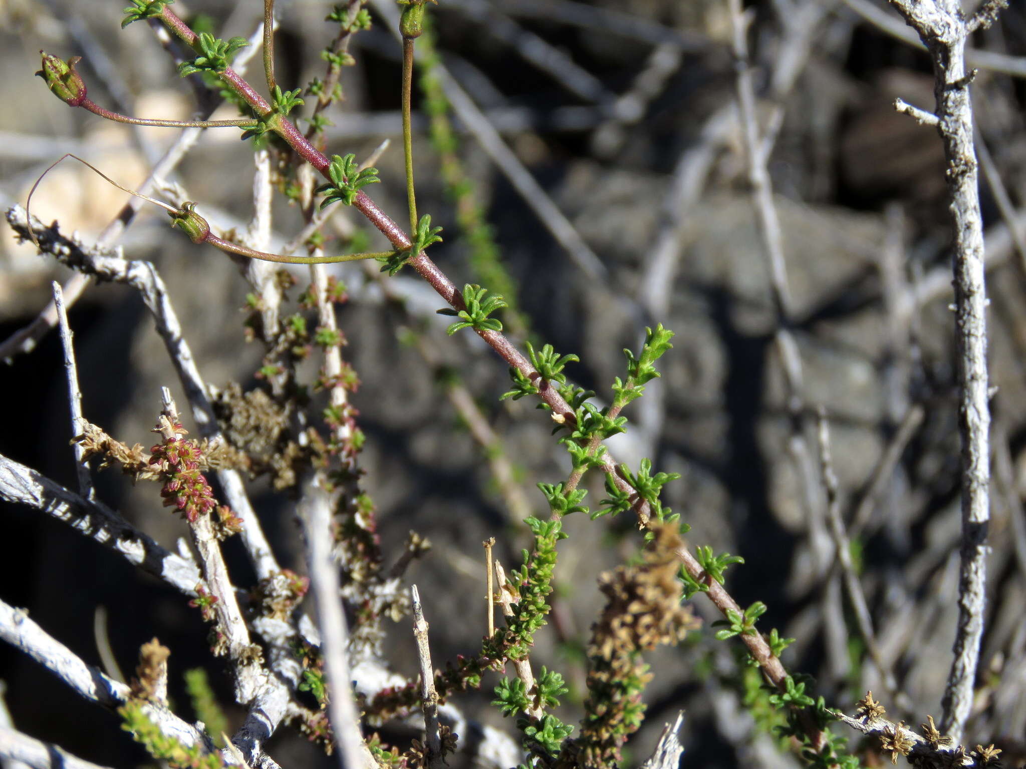 Image de Jamesbrittenia atropurpurea subsp. atropurpurea