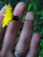 Image of hawkweed