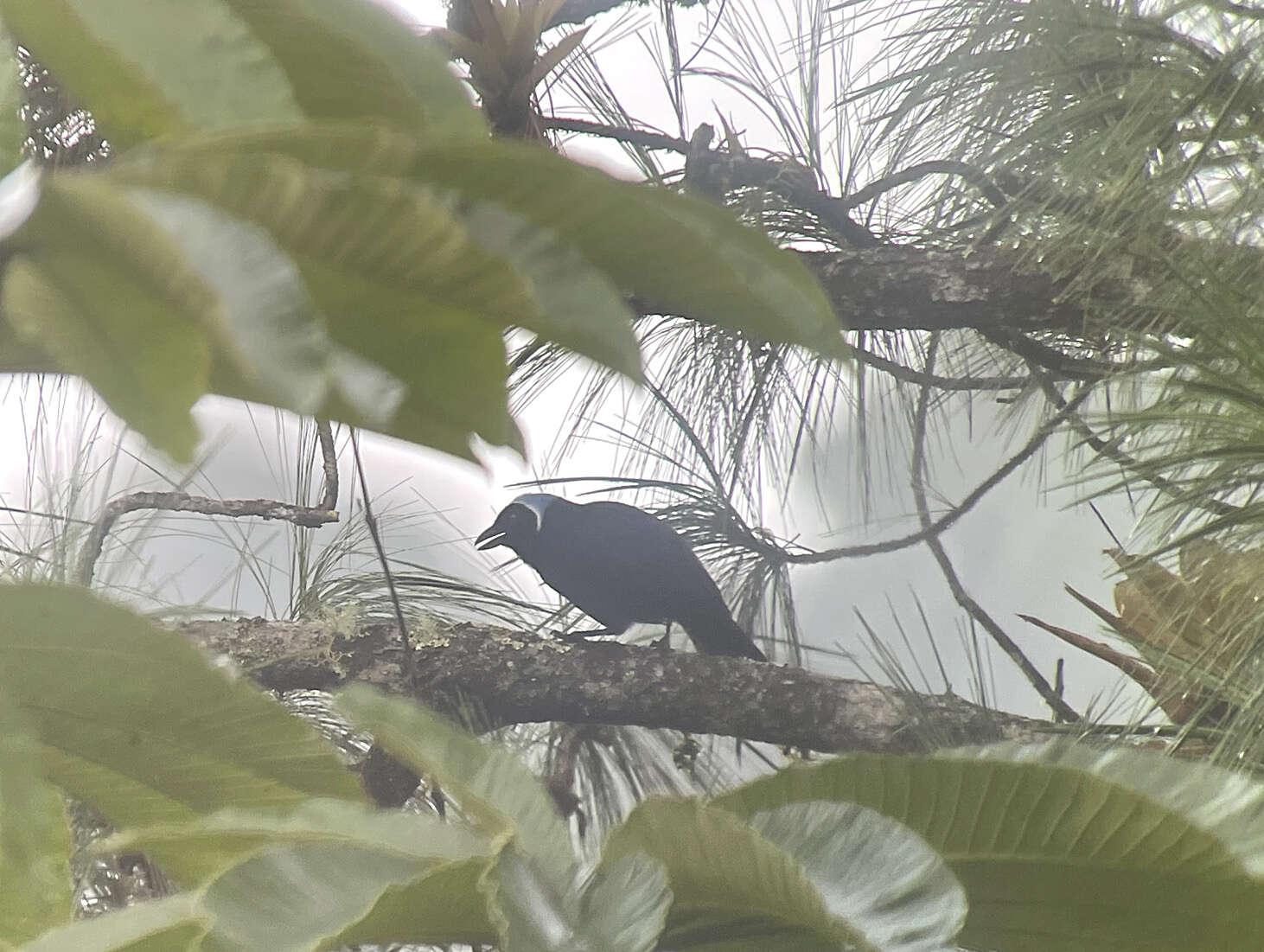 Image of Azure-hooded Jay