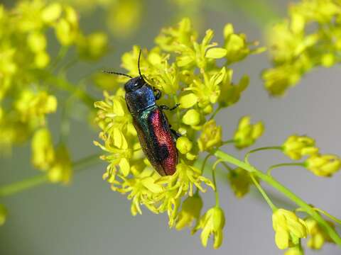 Image of Anthaxia candens (Panzer 1793)