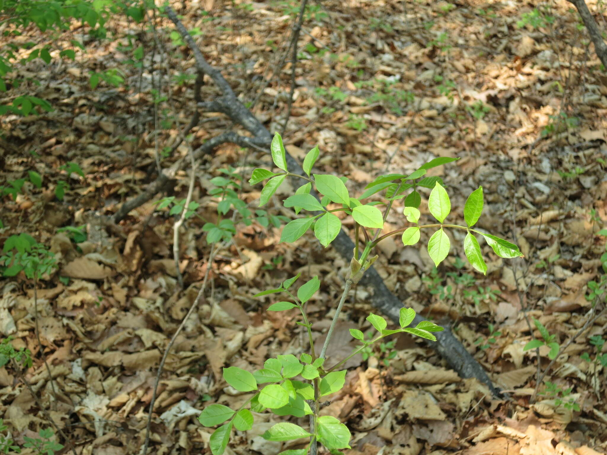 Image of Fraxinus chinensis subsp. rhynchophylla (Hance) A. E. Murray