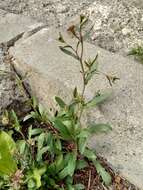 Image of Lepidium chichicara Desv.