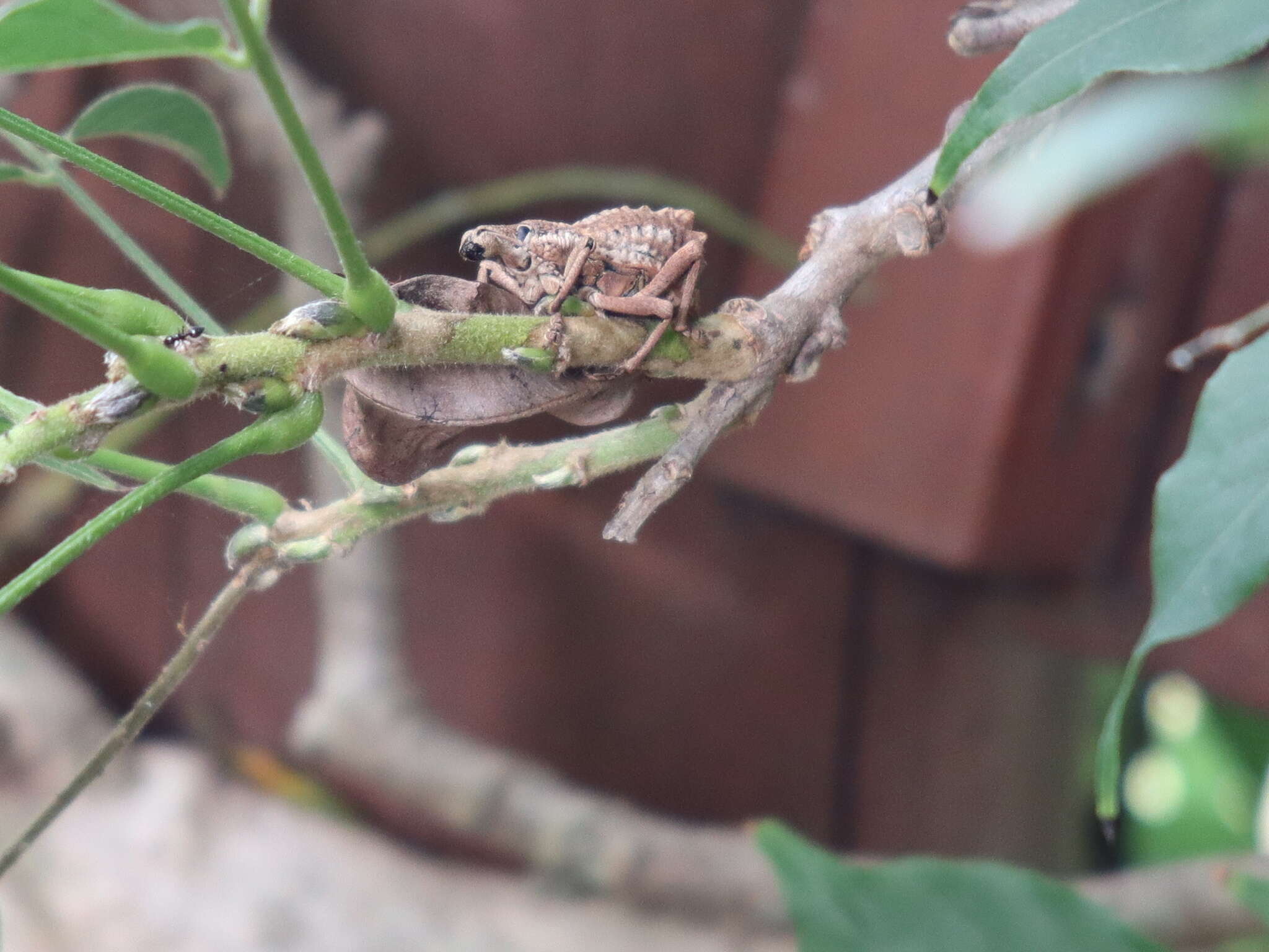 Image of Leptopius nodicollis (Lea 1904)