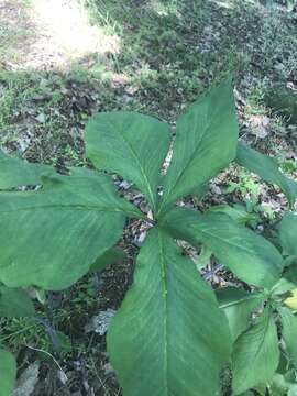 Image of Jack in the pulpit