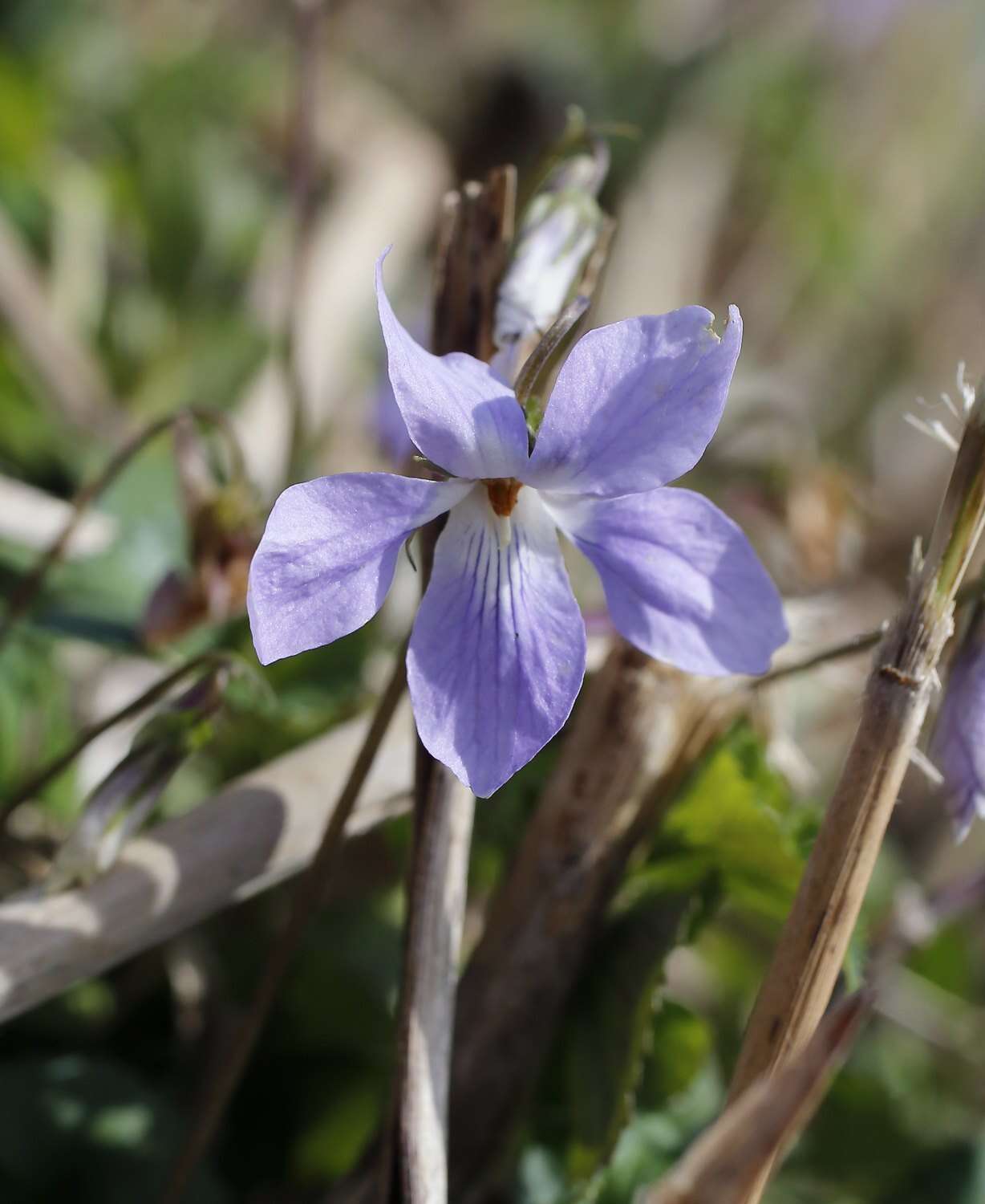 Image of Viola grypoceras A. Gray