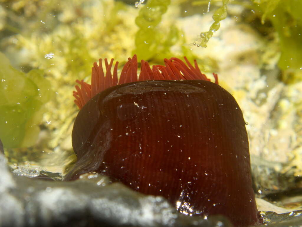 Image of Red Waratah Anemone