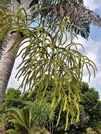 Image of Dypsis madagascariensis (Becc.) Beentje & J. Dransf.