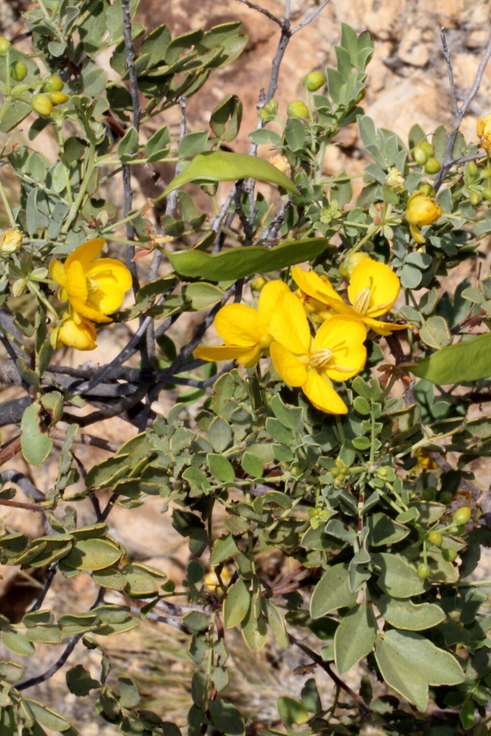 Image of Burnt-leaved Acacia