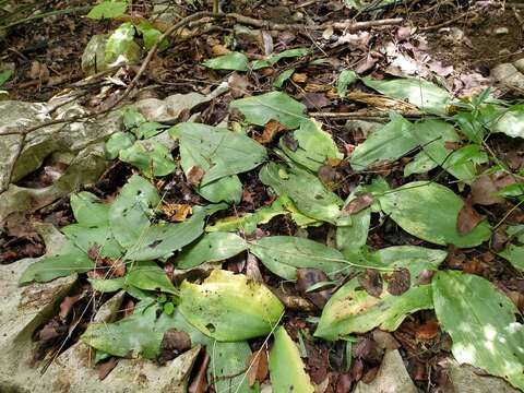 Image of Chlorophytum sylvestre Bardot-Vaucoulon