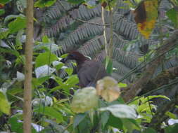 Image of Rufous-headed Chachalaca