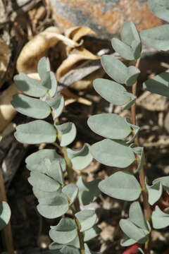 Image of cima milkvetch